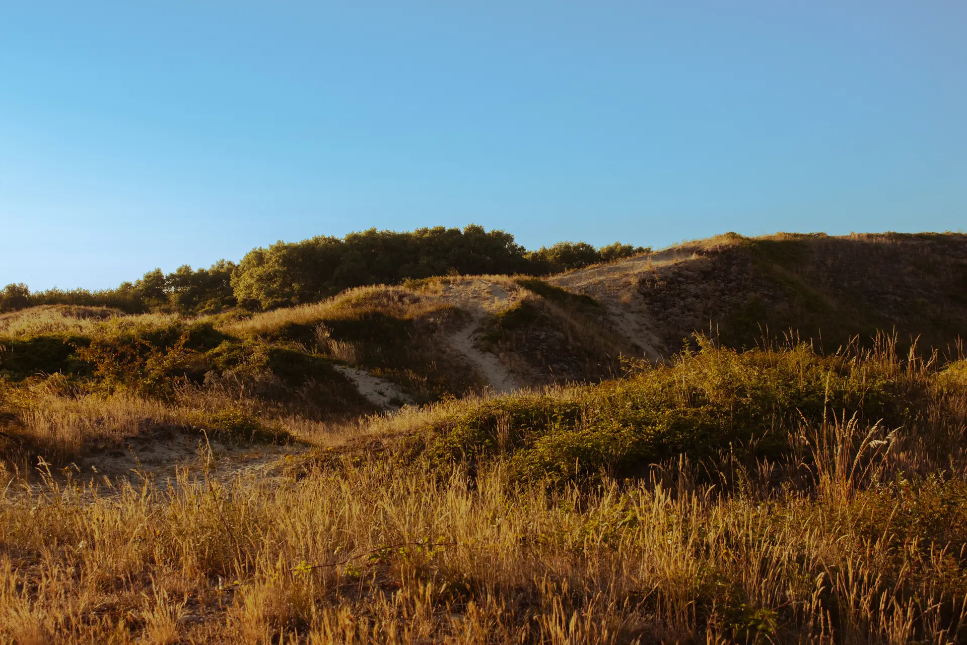 Dunes de Bray-Dunes